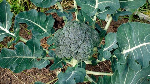 El principal destino de brócoli es Estados Unidos, sin embargo Canadá y Japón también realizan compras importantes de este vegetal (Foto: Cortesía)