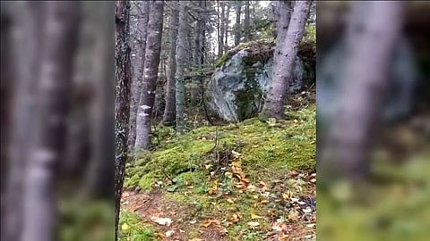 Captan sorprendente momento en que un bosque “respira” (Video)