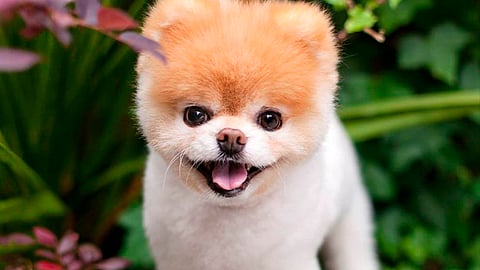 Los dueños de "Boo" dieron las gracias a los más de 16 millones de  seguidores de Facebook  (Foto: Facebook/Boo)