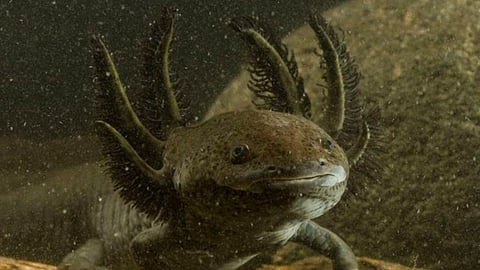 Zoológico  de Morelia trabaja en pro de la conservación del Achoque de Pátzcuaro