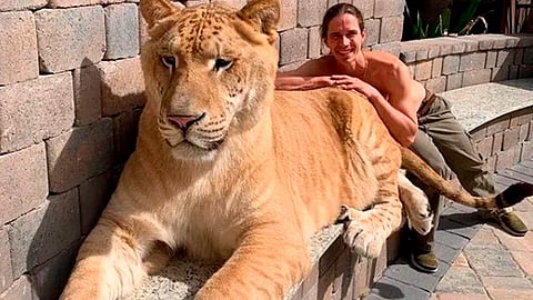 Es un híbrido (Foto: IG/@kodyantle)