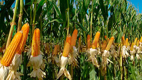 Este año se espera una producción de 2 millones de toneladas en los dos ciclos agrícolas, primavera-verano y otoño-invierno (Foto: Cortesía)