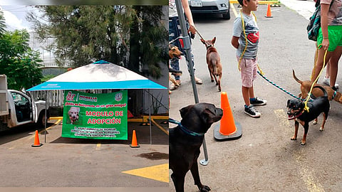 Los pobladores de Capula entregaron de manera voluntaria sus mascotas al Centro de Atención Animal
(Foto: Facebook/Maria Costal)