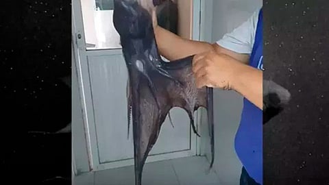 En aguas de Yucatán, capturan un extraño molusco que fue bautizado “pulpo Vampiro” (Foto: Captura de pantalla)