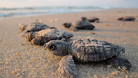 Se realizarán una serie de conferencias, mesas redondas, clases magistrales y el primer taller de medicina y rehabilitación de tortugas marinas (Foto: pixabay.com)