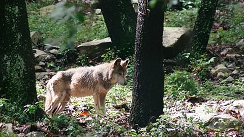 El lobo mexicano sale de la lista de especies extintas