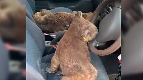 Lograron poner a salvo a 20 marsupiales (Foto: Captura)