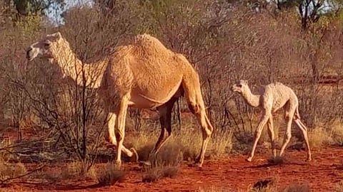 Muchos camellos mueren de sed y sus cuerpos al pudrirse representan un foco de infección para los pobladores (Foto: Camels Australia)