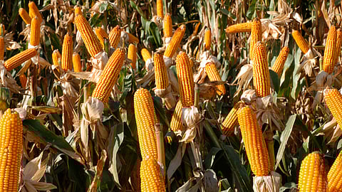 Buscan hacer más competitivo el maíz michoacano (Foto: gob.mx)
