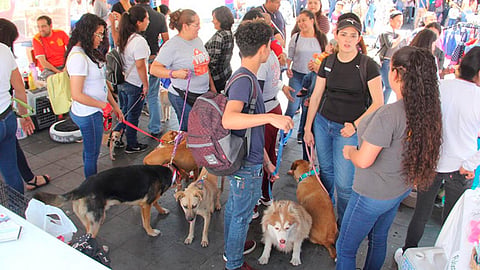La regidora comentó sobre esta feria que el propósito es fomentar el buen hábito de la adopción de perros (Foto: Cortesía)