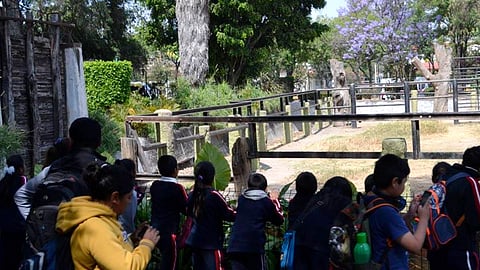 La transmisión será por redes sociales (Foto: Zoológico de Morelia)