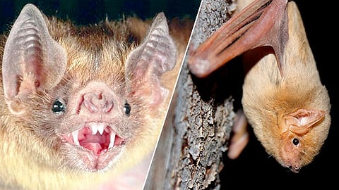 Está considerado como muy raro y de distribución muy restringida (Foto Cortesía) 