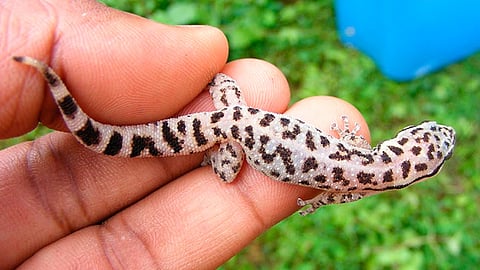 Esta especie es endémica y está protegida por la Semaccdet (Foto Cortesía) 
