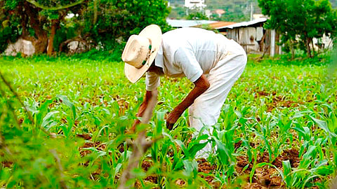 El reto es generar alimentos solicitando respuesta inmediata a planteamientos concretos de los diferentes estados, por parte de la Sader (Foto Cortesía)