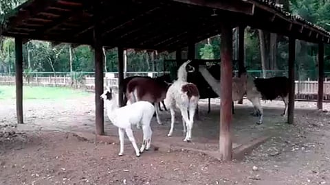 La llama nació el pasado 7 de marzo (Foto: Captura de video)