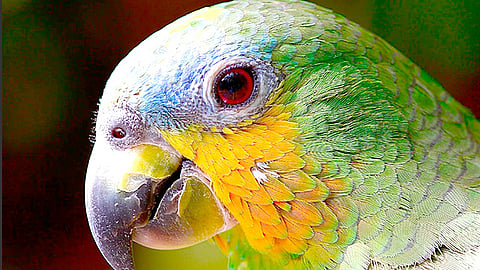 En el mundo se estima hay alrededor de 10 mil especies y una buena parte se encuentra en México (Foto Pixabay.com) 