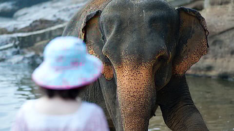 “La piña llena de petardos explotó en su boca, causándole graves heridas”, dijo Surendra Kumar (Foto: pixabay.com)