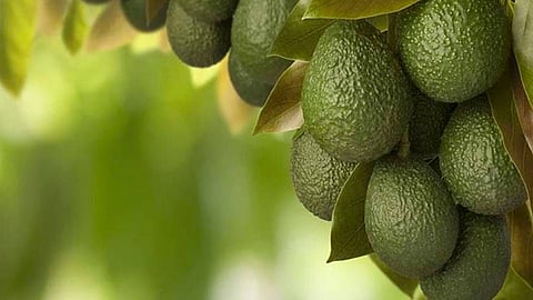 Esta industria ésta más fuerte, fortalecida y a la vanguardia en materia de sanidad, inocuidad y trazabilidad agroalimentaria (Foto Cortesía) 
