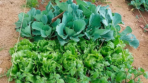 Las hierbas aromáticas, como ruda, manzanilla y árnica, ayudan a ahuyentar las plagas e insectos (Foto Cortesía)  