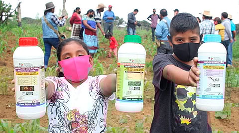Las técnicas agroecológicas han permitido recuperar la nutrición de los suelos agrícolas y beneficiar a más de 7 mil familias de productores (Foto Cortesía) 
