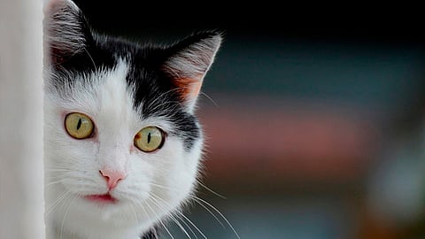 La APP podrá ser descargada gratuitamente (Foto ilustrativa: pixabay.com)