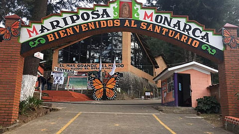 Se estima que la población de Mariposa que llegó este año a dicho santuario tiene una ocupación de cuatro hectáreas (Foto Facebook: Santuario de la Mariposa Monarca El Rosario)