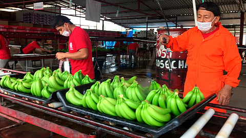 las importaciones agropecuarias y agroindustriales disminuyeron 5.47% (Foto: @Agricultura_mex)