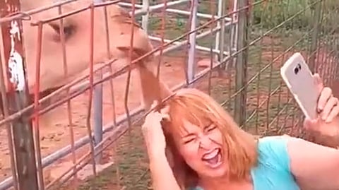 Hasta el momento el video ha alcanzado 400 mil likes en TikTok (Foto TikTok: 
vids.by.dc) 