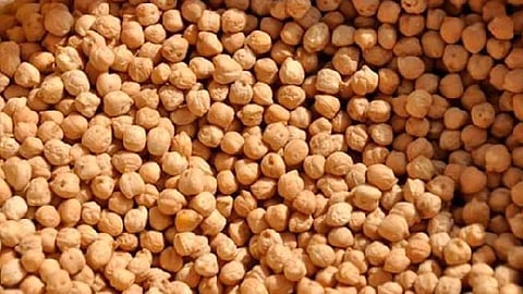 Briseñas es el municipio líder en producción de semilla de garbanzo porquero, con 23 toneladas anuales (Foto: cortesía)