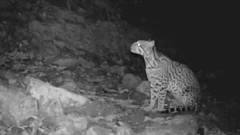 Han detectado el desplazamiento de especies en zonas donde se han generado cambios o daños ambientales (Foto: umich.mx/archivo)
