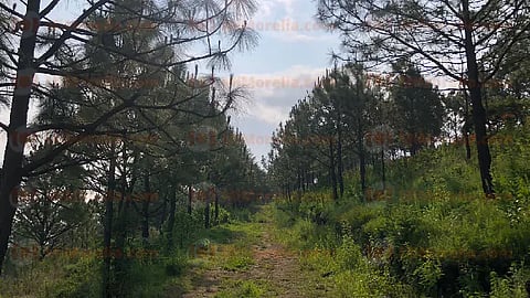 La plaga no ha avanzado en mayor proporción ante la temporada de lluvias (Foto: Marco Santoyo)