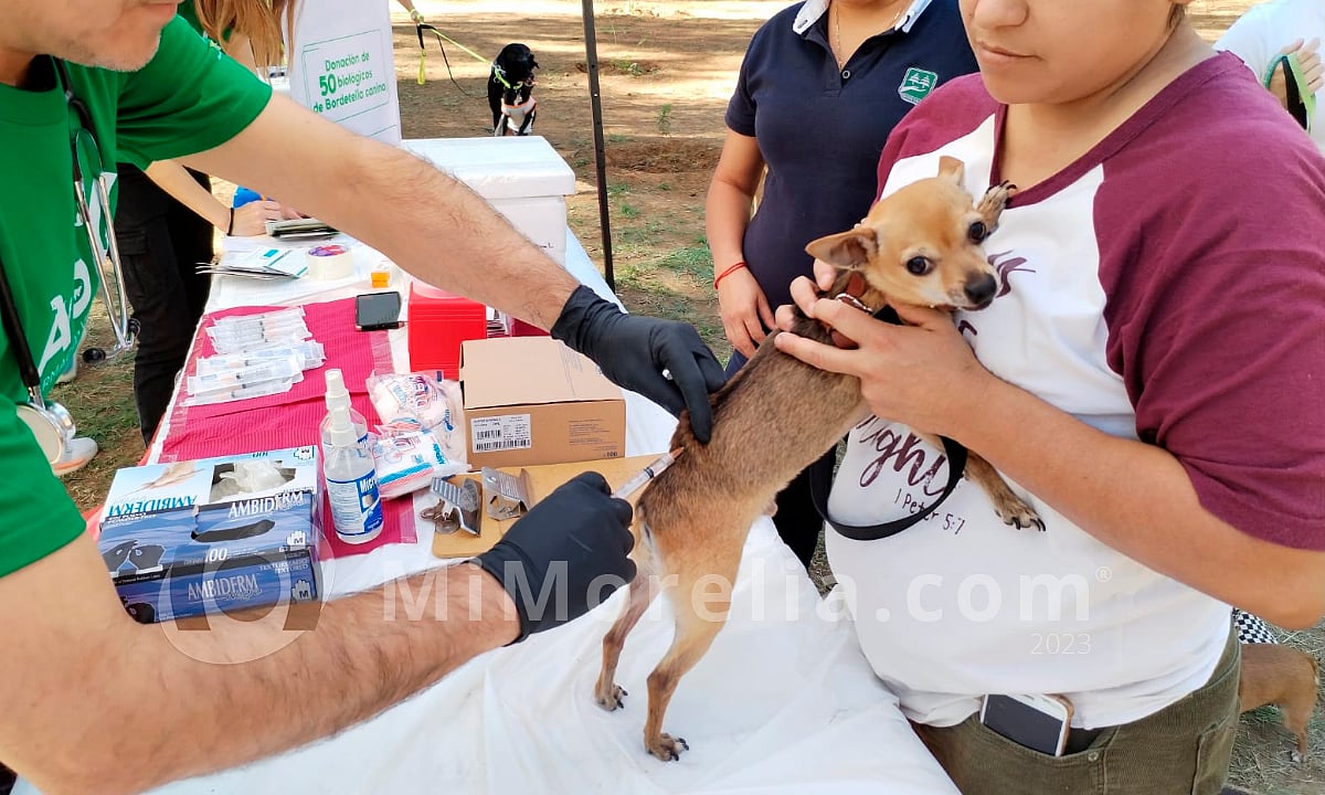 Vacunan a 50 perritos por donación de veterinaria en la Feria de la