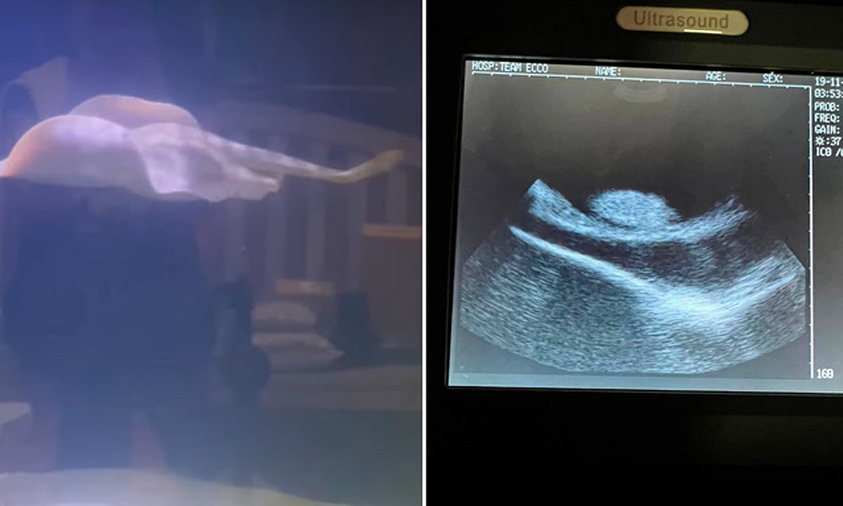 Mantarraya Embarazada por Partenogénesis en Acuario de EE.UU ...