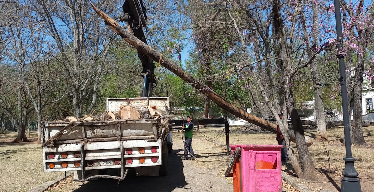 poda-de-rboles-secos-en-bosque-cuauht-moc-por-el-gobierno-de-morelia