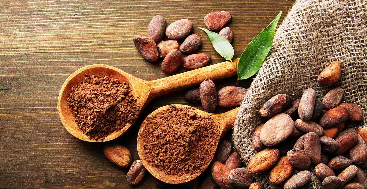 Estudio Revela Origen del Cacao en Ecuador, no en México – Investigación en  Scientific Reports