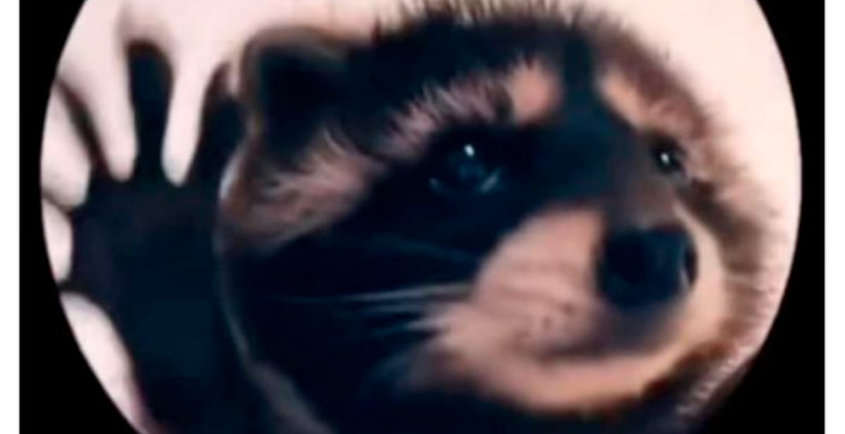 Pedro, Pedro, Pedro: este es la canción original del meme del mapache ...