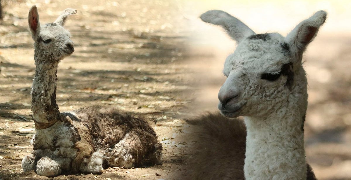 El nacimiento de una “llamita” emociona