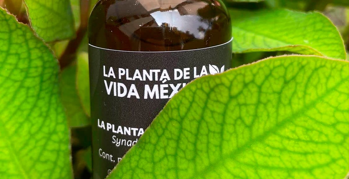 ¡Alerta en Michoacán! La Secretaría de Salud advierte sobre la venta ilegal de 'La Planta de la Vida México'