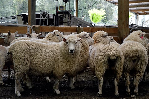 FILE PHOTO: Sheep ready to be shorn are pictured on the property of sheep farmer Roger Barton in New Zealand's Wairarapa region, November 14, 2014. 
