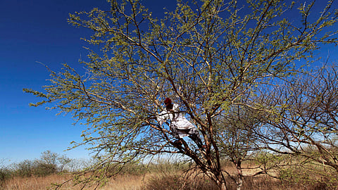 FILE PHOTO: A farmer climbs on an Acacia tree to collect gum arabic in the western Sudanese town of El-Nahud that lies in the main farming state of North Kordofan December 18, 2012. Business is booming in the western Sudanese town of El-Nahud thanks to rising global demand for gum arabic, a natural and edible gum taken from acacia trees growing in the area. Picture taken December 18, 2012. 