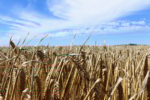 The crop is seen in a barley field at a farm near Moree, an inland town in New South Wales, Australia October 27, 2020. 