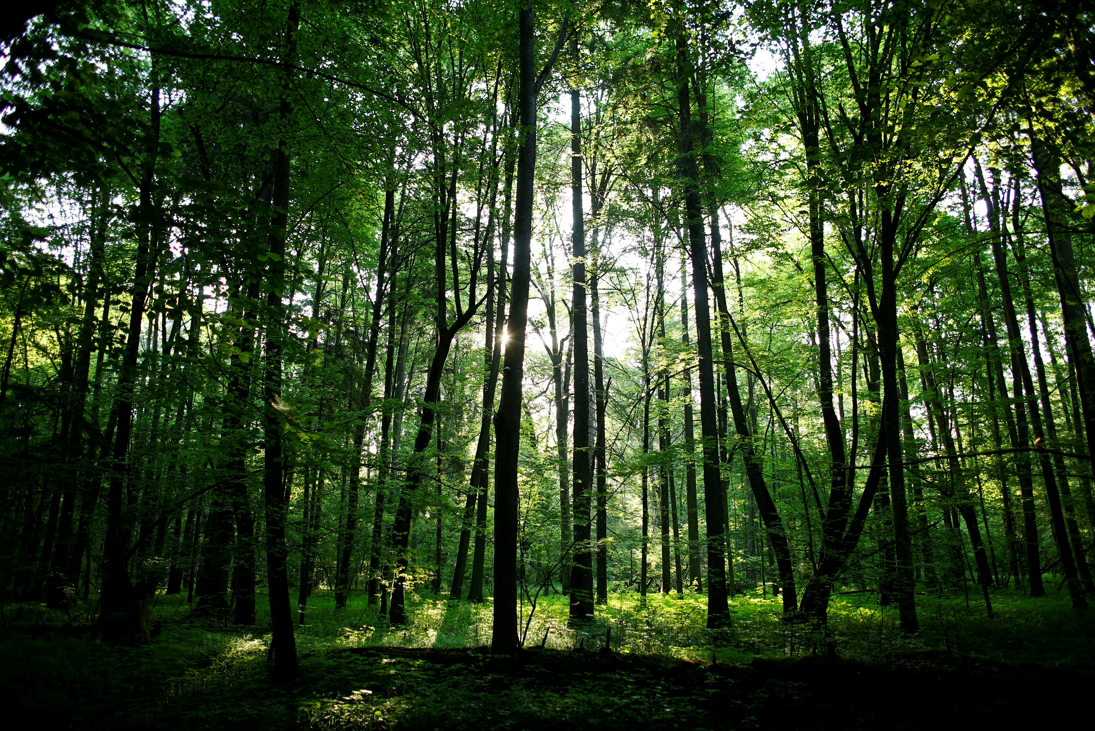 FILE PHOTO: The sun shines through trees in a protected area of Bialowieza forest, the last primeval forest in Europe, near Bialowieza village, Poland, May 30, 2016. 