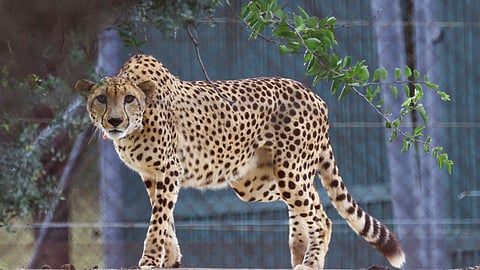 FILE PHOTO: A cheetah looks on after being sedated, before being flown with eleven others from South Africa to India under an agreement between the two governments to introduce the African cats to the South Asian country over the next decade, at Rooiberg veterinary facility, Limpopo province, South Africa, February 17, 2023. 