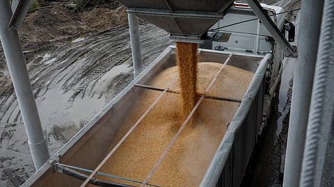 FILE PHOTO: A load of corn is poured into a truck, at a grain storage facility in the village of Bilohiria, Khmelnytskyi region, Ukraine April 19, 2023. 