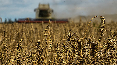 FILE PHOTO: A combine harvests wheat in a field near the village of Zghurivka, amid Russia's attack on Ukraine, in Kyiv region, Ukraine August 9, 2022. 