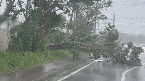 A view of a fallen tree following typhoon Khanun in Nago, Okinawa Prefecture, Japan August 2, 2023, in this screengrab taken from a social media video. 