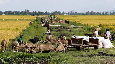FILE PHOTO: Farmers prepare to transport bags of rice following a poor harvest due to the effects of the worsening drought due to failed rain seasons, in Mwea, Kenya November 30, 2022. 