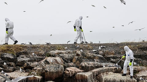 FILE PHOTO: People wearing protective suits collect dead birds, as there is a major outbreak of bird flu, in Vadso municipality in Finnmark in Norway, July 20,2023. 