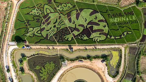 A lively cat image created by Thunyapong Jaikum, a thai farmer and artist, is seen in rice fields in Chiang Rai province, north of Thailand, December 16, 2023. 