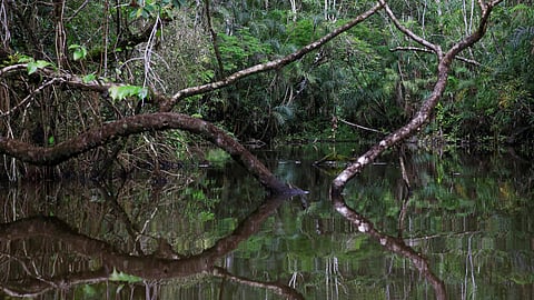 A view of the Amazon rainforest at the lagoon of the Yasuni National Park, during a tour in the area by Indigenous Waorani people, whose territory is the subject of a referendum vote that may ban oil production in their region, in the Bameno community, in the Pastaza province, in Ecuador, July 29, 2023. 